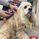about side effect of Rabies Vaccine