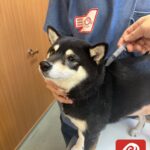 狂犬病ワクチン注射