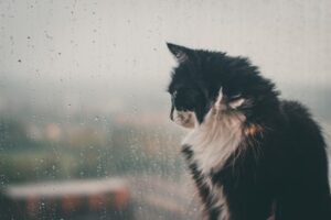 雨を見つめる猫
