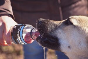 熱中症対策のために水分補給をする犬