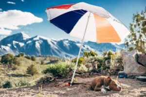 熱中症対策の犬