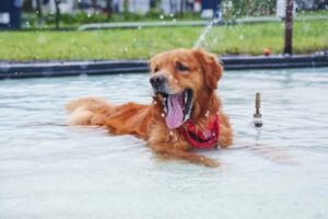 熱中症予防のため水浴びしている犬