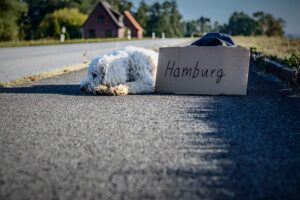 犬の熱中症リスク